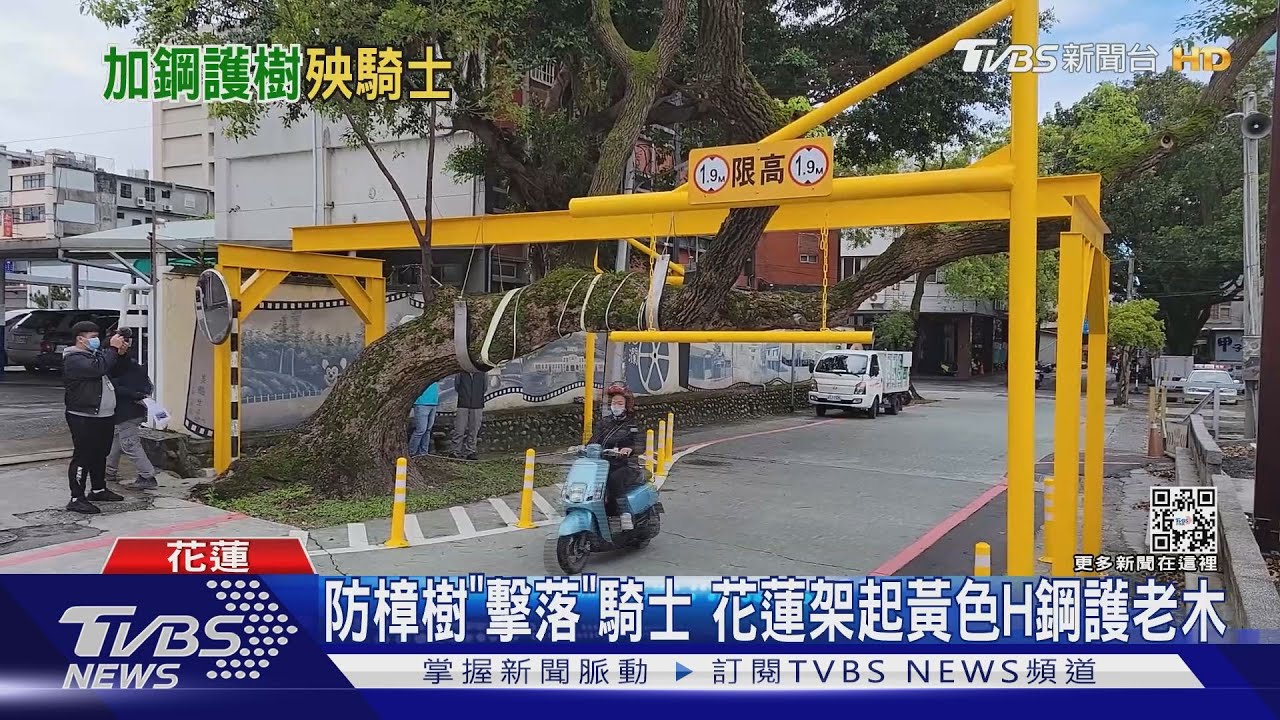 防樟樹「擊落」騎士　花蓮架起黃色H鋼護老木