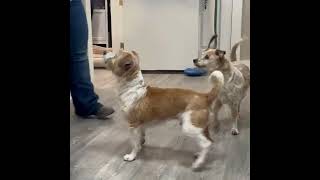Video preview image #1 Mutt Puppy For Sale in Emmett, ID, USA
