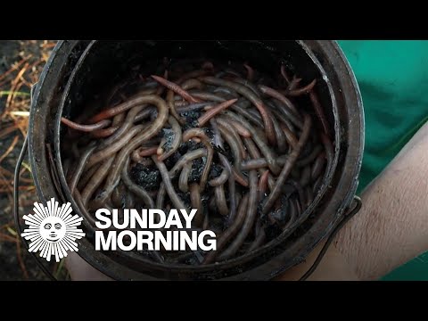 The "magic" of worm grunting