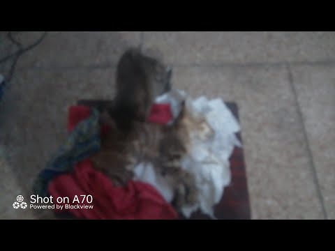 Zahida Abbasi.  Beauty Of. Nature   Cats.  Animal