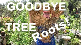 STOP Tree ROOTS in a Garden Where Vegetables Grow in Soil & Woodchips