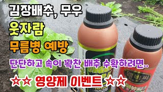 김장배추무우 웃자람 무름병예방 단단하고 속이 꽉찬 배추 수확하려면 칼슘제2종 1차이벤트