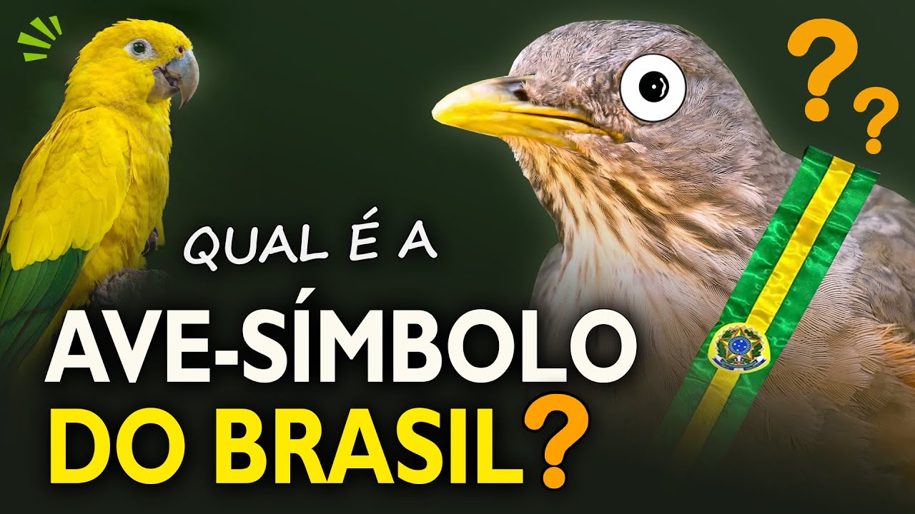 Qual é a AVE-SÍMBOLO do BRASIL? Conheça 7 espécies de aves candidatas!