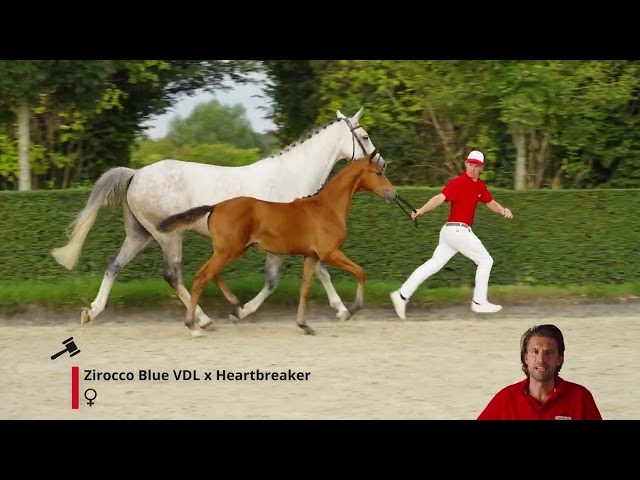 Zyloma H Z