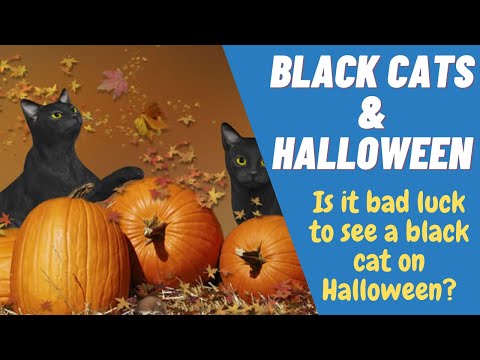 BLACK CATS & HALLOWEEN | Why Are Black Cats Associated With Halloween | Halloween Special