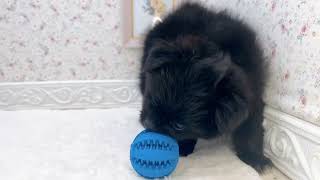 ハーフ犬の動画01