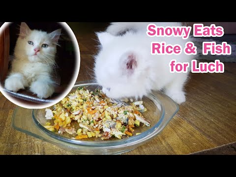 Persian Cat eats Rice and Fish with vegetables for Lunch