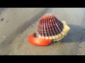 Inside a Clam Live - Clam opens  it's mouth and moves (part 2)