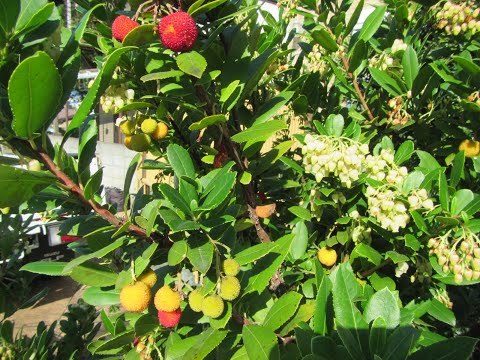 園芸 ヤマボウシ、ハナミズキ、イチゴの木