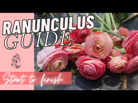 GROWING RANUNCULUS: How to Grow Ranunculus Zone 6/7 - Start to Finish - GROW GORGEOUS RANUNCULUS