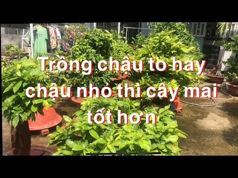 Trồng chậu lớn hay chậu nhỏ thì cây mai nào tốt hơn , ưu và nhược điểm của chúng // 8-4 âl