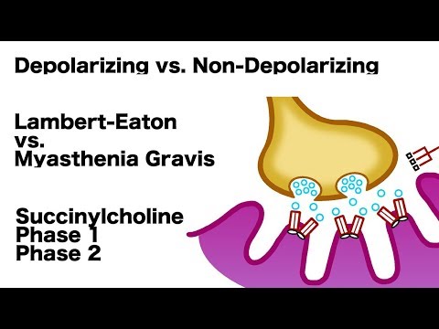 Neuromuscular Junction