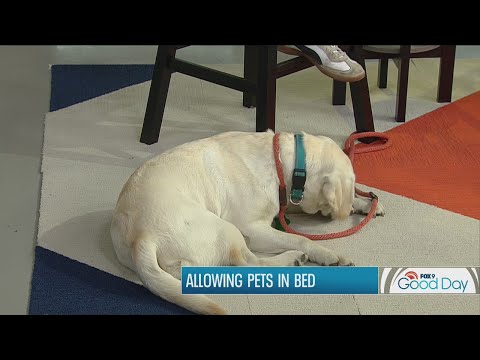 Should your pet sleep in bed with you?