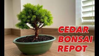 Cedar Bonsai Repot