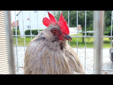 Krähwettbewerb - Schreihälse Hähne - roosters crowing