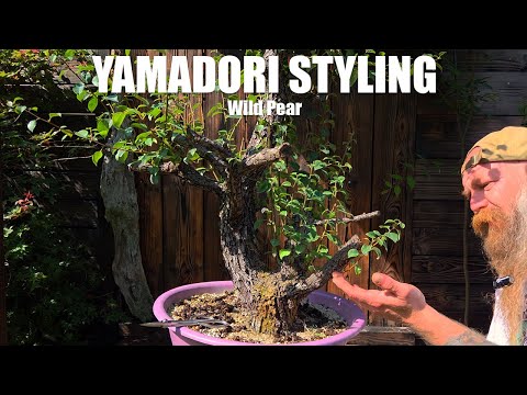 First styling of a Yamadori Wild Pear