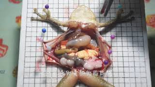 [問卦] 解剖青蛙也太恐怖