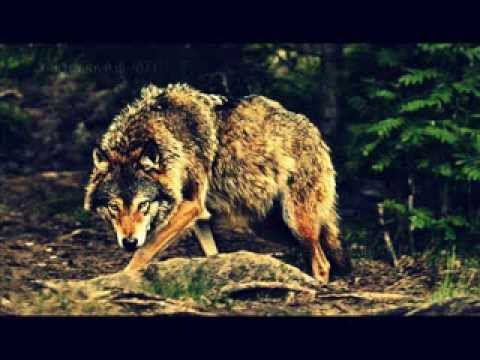 WolfBlood -- A Promise That I Keep