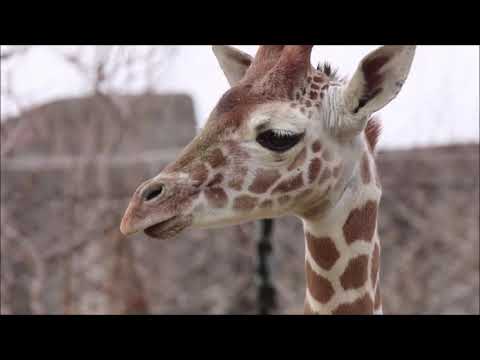 長頸鹿小牛Kendi首次在印第安納波利斯動物園亮相。 (Giraffe calf Kendi makes debut at Indianapolis Zoo)
