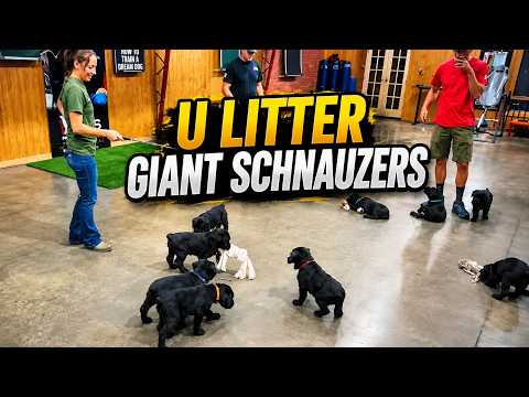 They Have Arrived "U" Litter First Evaluation 