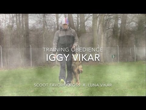 Iggy Vikar - obedience