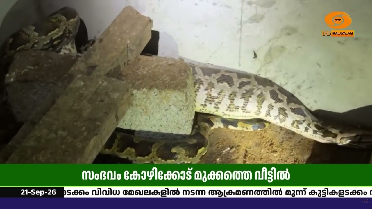 കോഴിക്കോട്  തോട്ടുമുക്കത്ത് കോഴികളെ വിഴുങ്ങിയ പെരു