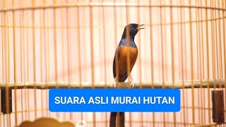 Download lagu SUARA MURAI BATU HUTAN ASLI mp3 Download lagu SUARA MURAI BATU HUTAN ASLI mp3