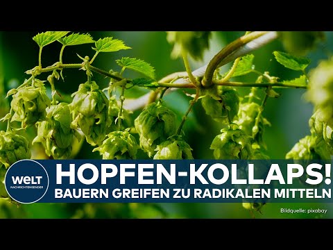 HOPFEN-ALARM: Preise sinken um 90  % – Bauern roden Felder, Brauer geben Entwarnung beim Bierpreis