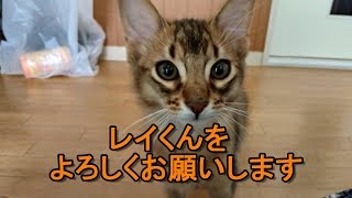 ねこのレイくん初めて家に来たら警戒心ＭＡＸすぎたｗ