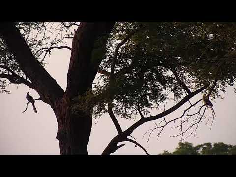 Djuma: Red-billed and Yellow-billed Hornbills - 05:17 - 12/25/19