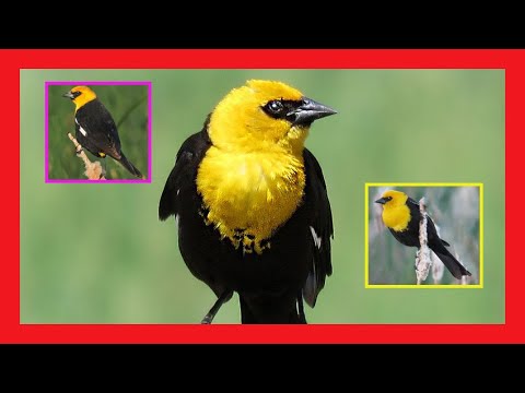 Lúčnik žltohlavý (Xanthocephalus xanthocephalus) — spev a hlas v prírode