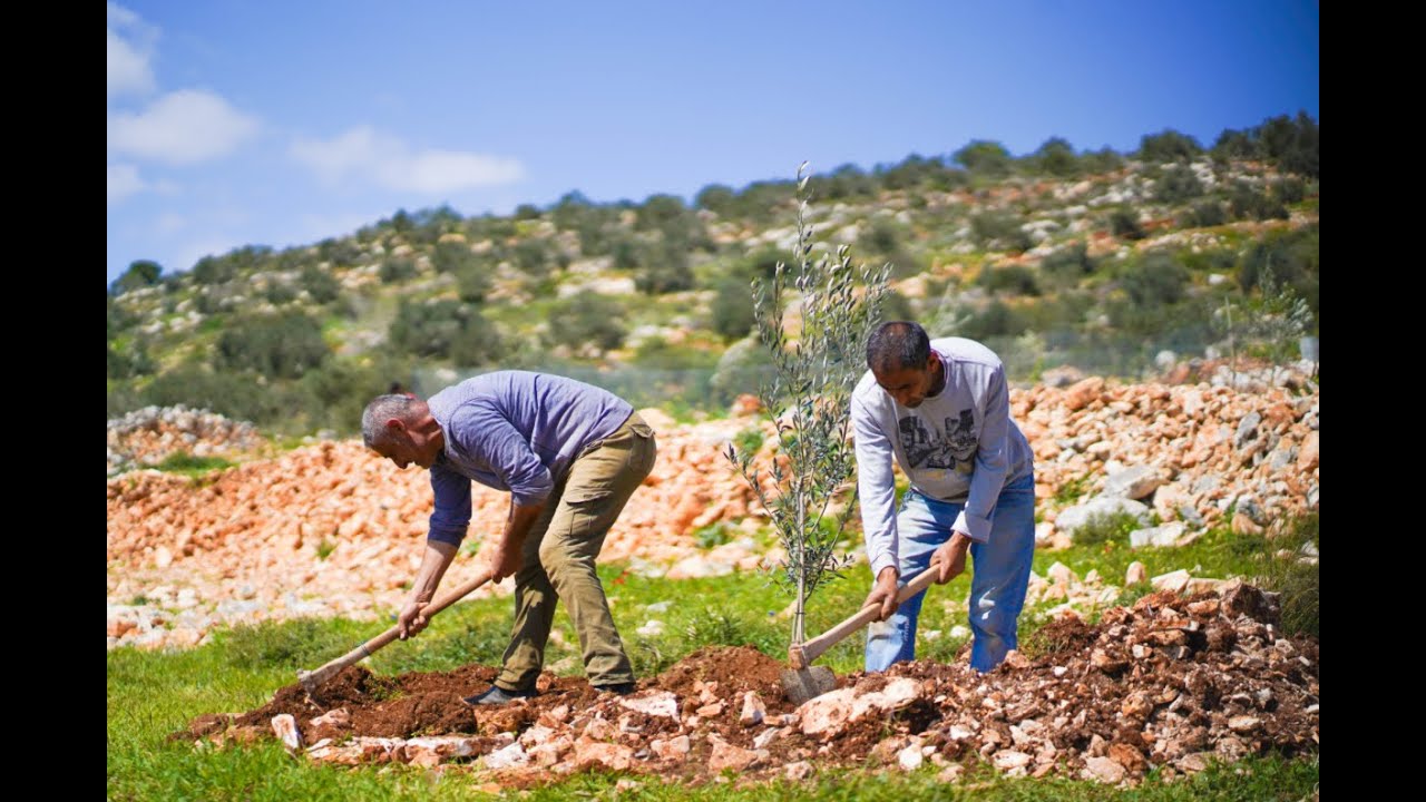 Palestinian Trees Trees For Palestine - Trees for Palestine