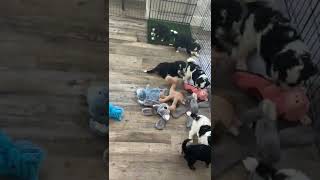Bernedoodle Puppies Videos