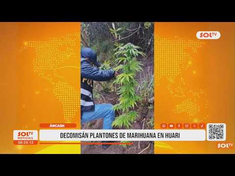 Áncash: decomisan más de 30 plantones de marihuana en Huari