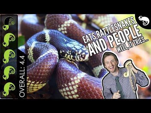 Korovka kalifornská (Lampropeltis californiae) — najlepší had do chovu?