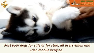 dogs for sale Ireland   Advertise your dog for stud or sell your puppies online