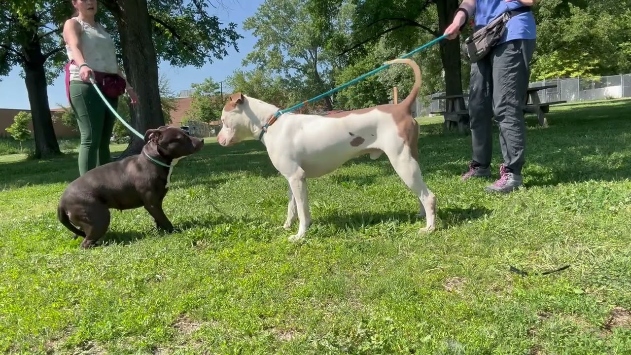 Tamaki's Leash Test