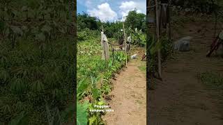 Download lagu Pinggiran Kampung Sajira #shorts mp3 Download lagu Pinggiran Kampung Sajira #shorts mp3