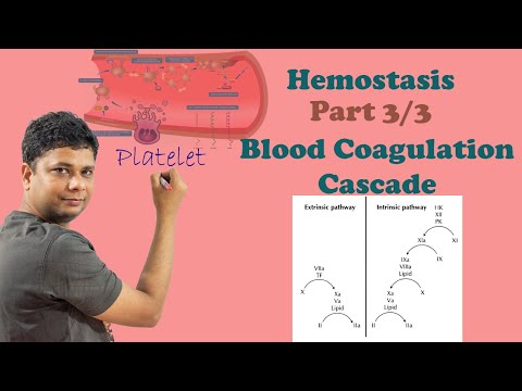 Hematology: Hemostasis (Part 3/3) I Blood coagulation cascade I Secondary Hemostasis