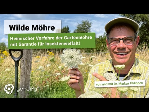 Wilde Möhre - Heimischer Vorfahre der Gartenmöhre für Insektenvielfalt und Naturgarten!