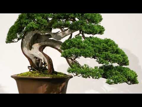 Japanese Style bonsai Exhibition 2021 part 8