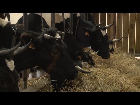 , title : 'Découverte : la plus petite exploitation laitière de France'
