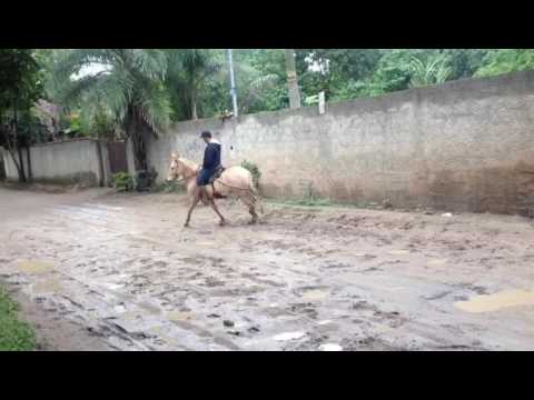 Mula de marcha picada , Thiago Leal.