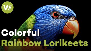 Rainbow lorikeets tongue adapted to gather pollen and nectar of flowers