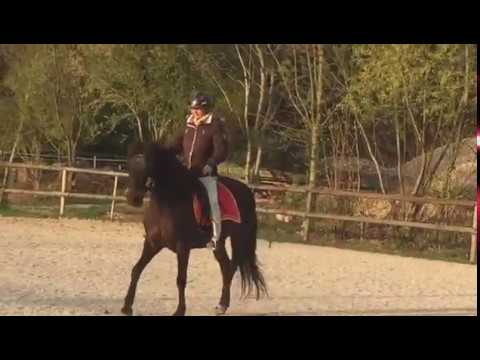 Pferdeausbildung klassisch-barock: Korrektur-Beritt einer Spanierstute