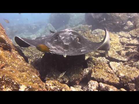 Fuerteventura Tauchen im Atlantik, Fuerteventura Jandia Großes Muränenriff,Spanien
