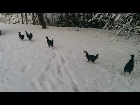 Sandschak Kräher sind Winterfest