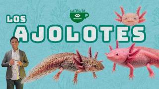 LA LEYENDA DEL AXOLOTL (AJOLOTE)