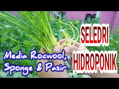 Yang produk yang baik untuk potensi Bagaimana meningkatkan potensi kekuatan
