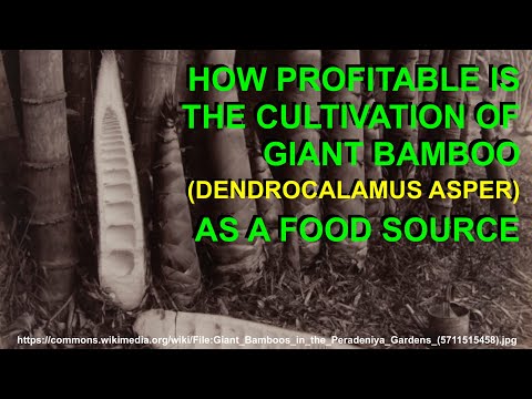 How Profitable is the Cultivation of Giant Bamboo (Dendrocalamus Asper) as a Food Source